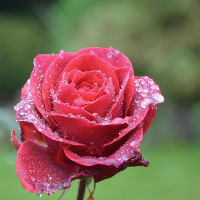 Lilly Johanne Andreassen